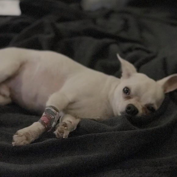 This is Boston. Help me save him.💞 - Picture 8 of 10